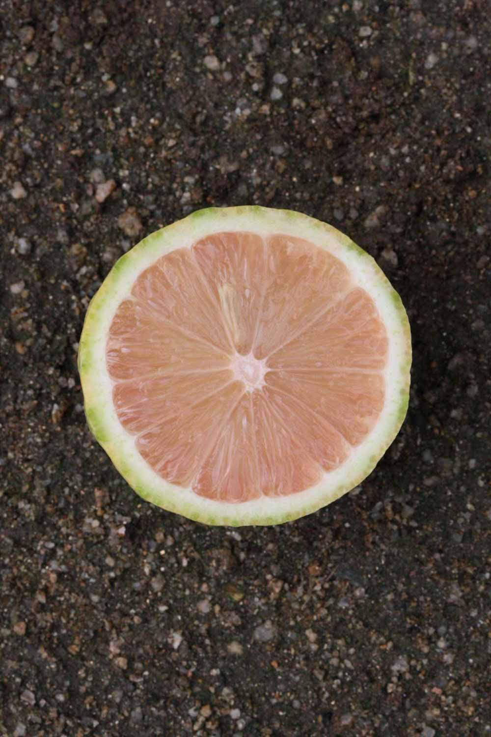              Fruit cross-section (Riverside, CA)       